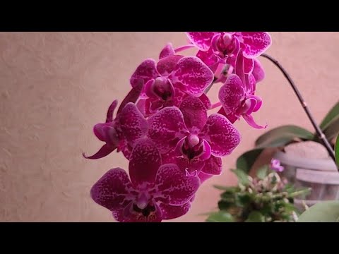 Видео: 16.06.21.эстафета от Георгия Горячевского. ТРИ самых дорогих сердцу ОРХИДЕИ.