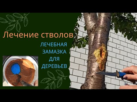 Видео: Рецепт лечебной замазки для лечения стволов деревьев.