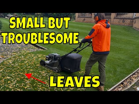 Видео: Не дайте зиме уничтожить ваш газон — руководство на ноябрь