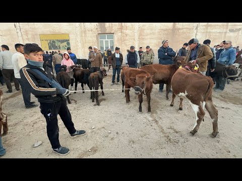 Видео: ХАЗОРАСП МОЛ БОЗОР НАРХЛАРИ 19 10 25г