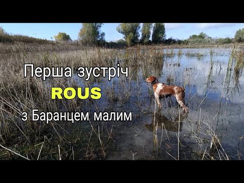 Видео: Шукали з ROUS куріпку, а знайшли БОЛОТО З БАРАНЦЯМИ 