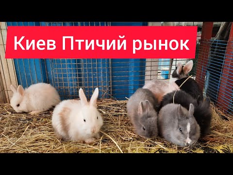 Видео: Киев птичий рынок на Куренёвке, цены на домашних животных. Коты и собаки.
