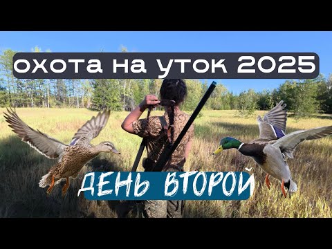 Видео: ОХОТА НА УТОК 2025 | УТКОМАНИЯ ч2