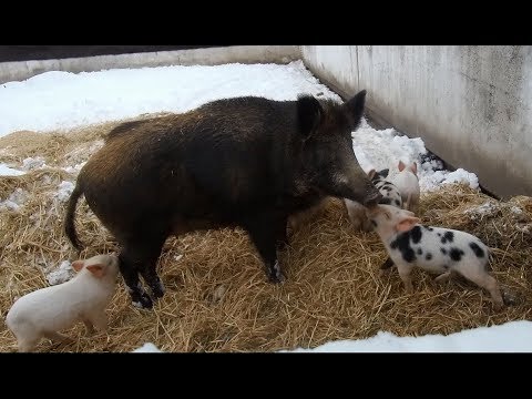 Видео: Дикая свинья родила в снегу.