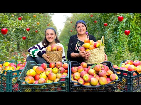 Видео: Сбор Урожая 100 кг Яблок: Бабушка Приготовила Яблочный Компот и Десерт. Секретный Рецепт!