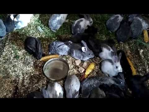 Видео: Вольер для кроликов