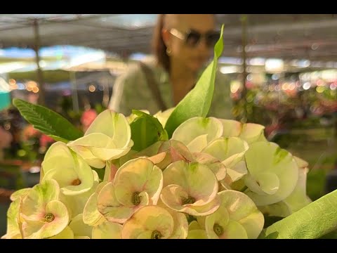 Видео: Эуфорбии милли – лучшие растения 2024