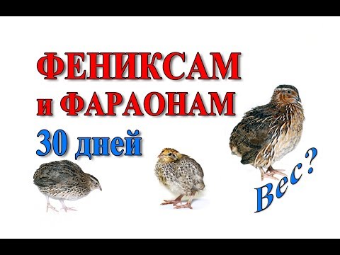 Видео: ФАРАОНЫ И ФЕНИКСЫ. ВЕС в 30 дней?