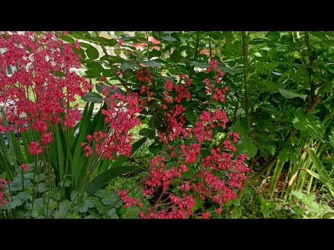 Видео: Обзор моего уютного, небольшого сада!Приятного просмотра 07.05.2024г.