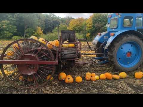 Видео: Гарбуз 2025