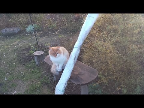 Видео: 📦Посилочка із екзотичними рослинами для північного саду.🤩 Понцирус і ліквідамбар!☝️