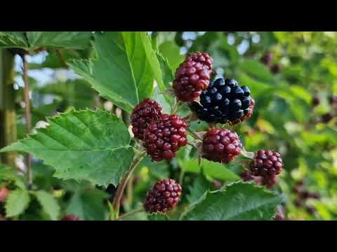 Видео: ЕЖЕВИКА. Первые ягоды в 2024г. Сколько почек оставляем на боковых побегах.