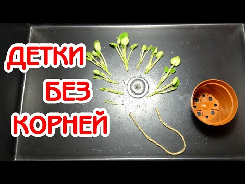 Видео: Почему я удаляю корни у деток при пересадке | Советы по уходу за фиалками #35 | Мои фиалки