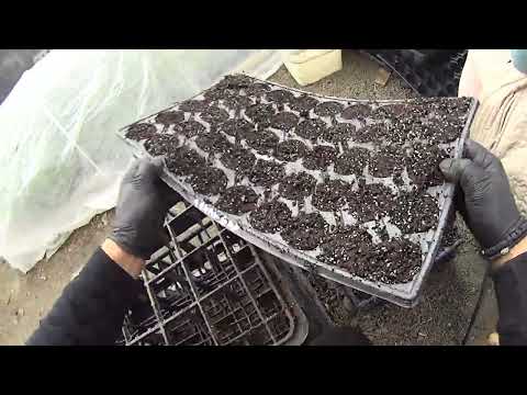 Видео: Засяване на семена диня