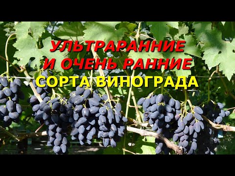 Видео: Ультраранние и очень ранние сорта на моем винограднике