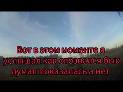 Видео: Охота на лося на ВАБУ. Подборка выхода Лося 2023. #охотаналосянавабу#охотаналося#охотанаРЕВУ#осень