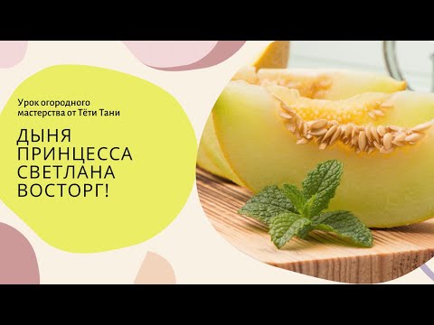 Видео: Дыня. Принцесса Светлана. Вкусная и красивая...как прищипнуть правильно.