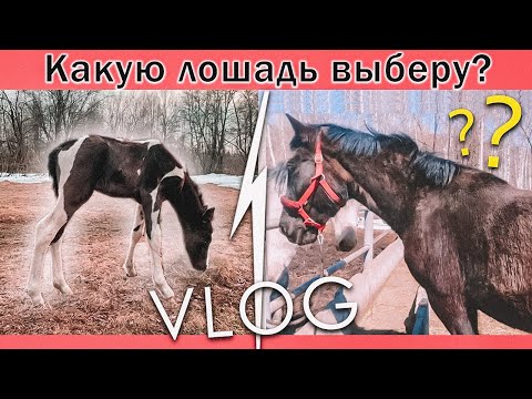 Видео: КАКУЮ ЛОШАДЬ Я ХОЧУ? Испытание Чудо Щетки для Линьки / VLOG