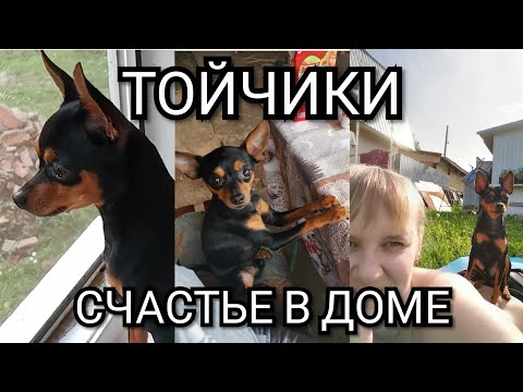 Видео: Тойчики, радость и счастье в доме. Часть 2.