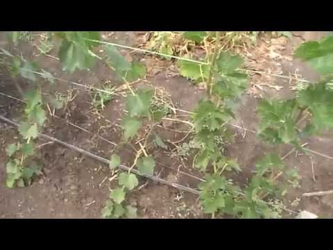 Видео: Моя виноградная школка. Полив и шпалера для школки.