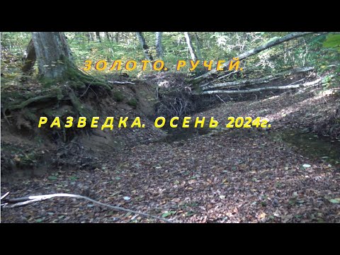 Видео: Золото.Ручей.Разведка осень 2024г.