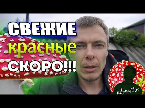Видео: Свежие красные мухоморы на подходе