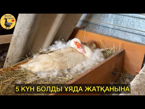 Видео: 4 индоутка ұяда жатыр. 01.05.2025ж