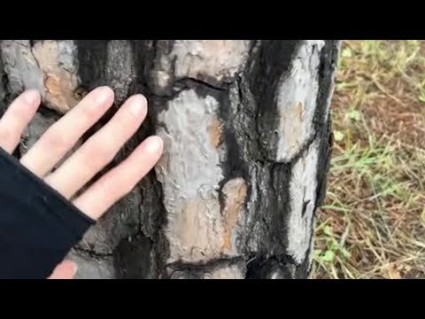 Видео: Каннын Осень #korea #stream #jiyoo8515