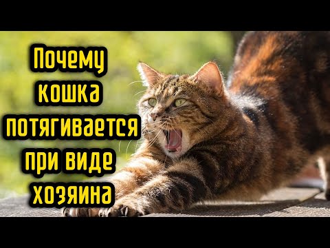 Видео: Почему кошка потягивается при виде хозяина