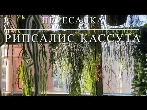 Видео: [ПЕРЕСАДКА] 🌿 Пересаживаем Старый Рипсалис Кассута, Всё Про Грунт И Уход За Эпифитами 🌿