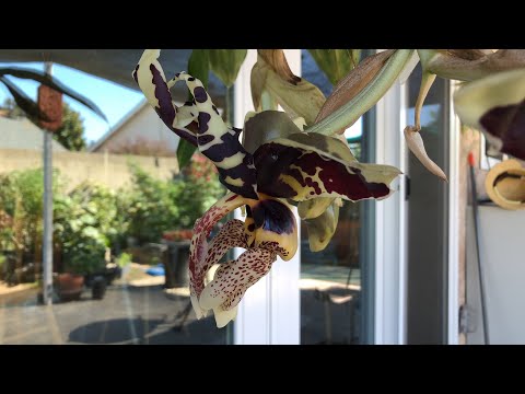 Видео: Станхопея тигрина stanhopea tigrina