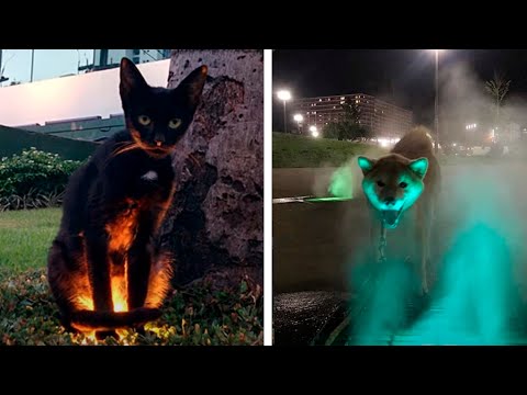 Видео: Животные, способные напугать до инфаркта!