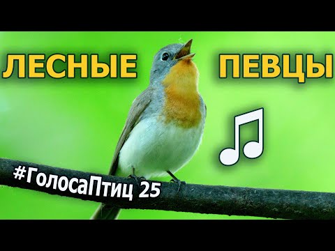 Видео: Какие птицы поют в лесу? #ГолосаПтиц 25