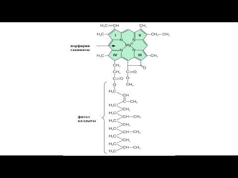 Видео: 11 класс.Биология. Фотосинтез пигменттері. Фотожүйе.