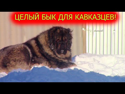 Видео: Кавказские овчарки купили целого быка для собак