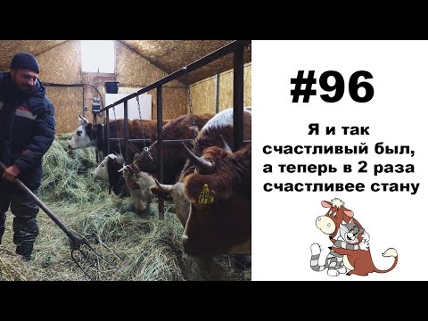 Видео: #96: Купили нетелей