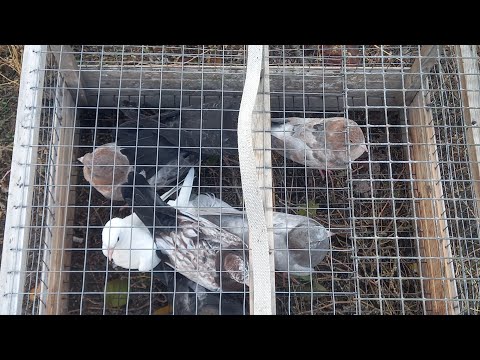 Видео: #Pigeons.Жёсткая проверка пищалок.