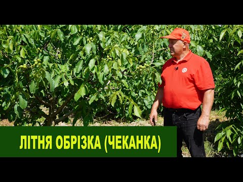 Видео: №175 Літня обрізка (чеканка): чому вона важлива, і в які строки