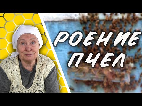 Видео: Роение пчел. Основные аспекты и практические советы.