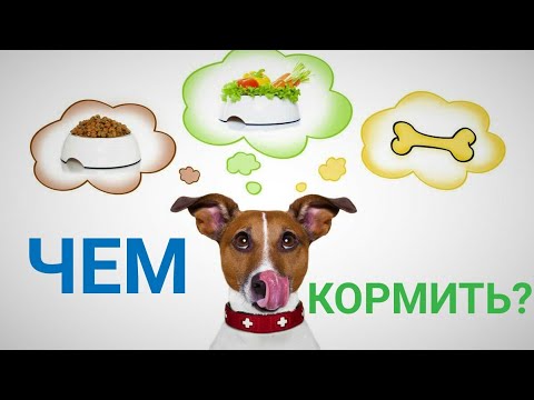 Видео: Чем кормить Джек Рассел терьера
