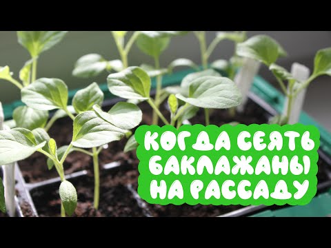 Видео: Когда сеять баклажаны на рассаду