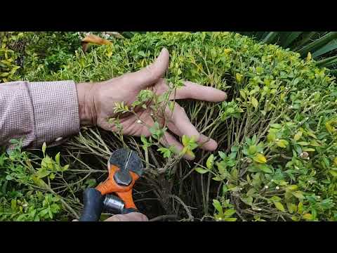 Видео: Cамшит. (Buxus sempervirens) Маленькие тайны.