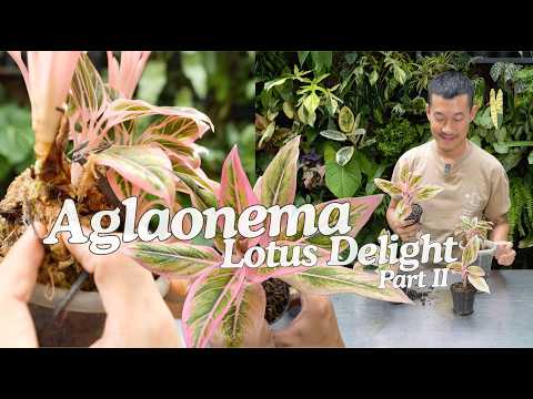Видео: Onlyplants Аглаонема Лотус Делайт