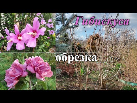 Видео: Обрезка и формирование гибискуса сирийского (древовидного).