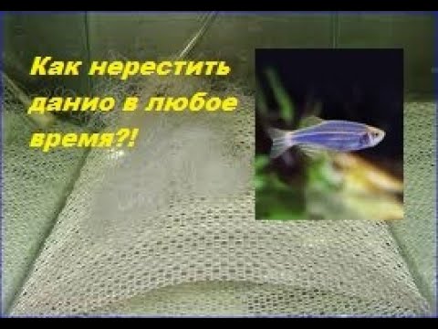 Видео: Нерест данио GloFish сразу после посадки в нерестовик!