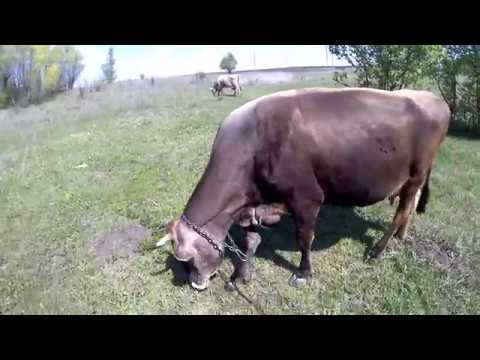 Видео: Корова в хозяйстве...Ответы на вопросы