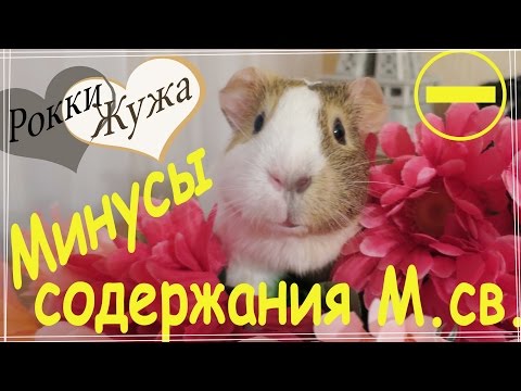 Видео: Минусы содержания морских свинок.