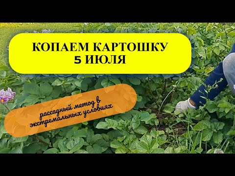 Видео: Копаем картошку 5 июля.