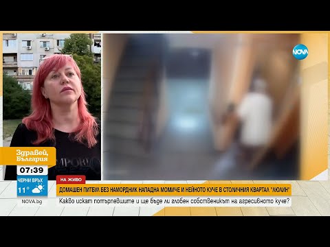 Видео: Домашен питбул без намордник нападна момиче и нейното куче в столичния квартал "Люлин"