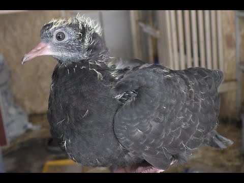 Видео: Я , НЕ ПРОФЕССОР ГОЛУБЕВОДСТВА  ...#pigeons​##Tauben​##աղավնիներ​##göyərçinlər​##көгершіндер​#